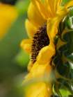 Common sunflower, summer garden, New Mexico Art Print